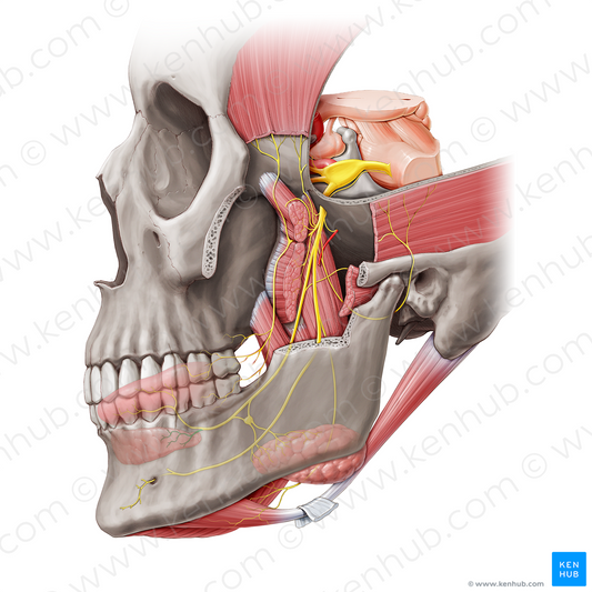 Sublingual nerve (#6779)