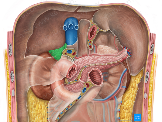 Right suprarenal gland (#4128)