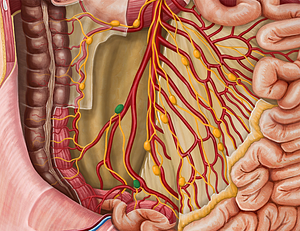 Ileocolic lymph nodes (#7008)