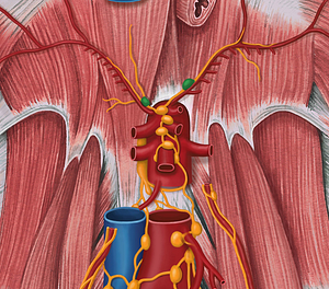 Inferior diaphragmatic lymph nodes (#7082)