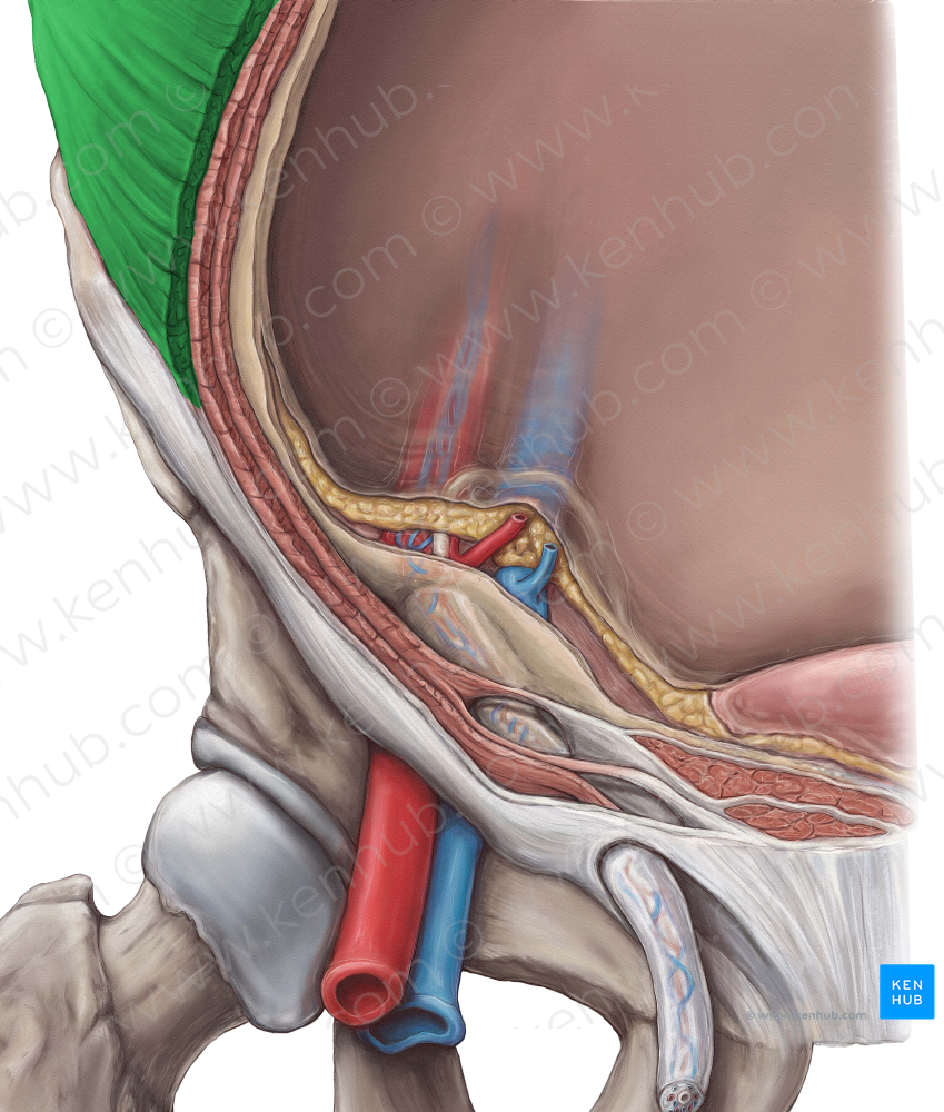 External abdominal oblique muscle (#5638)