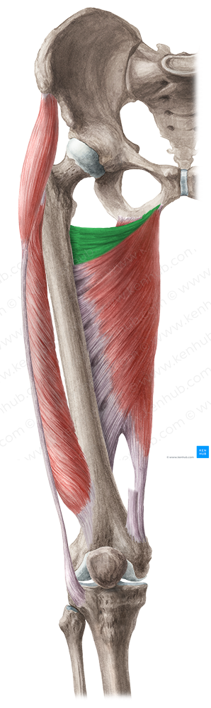 Adductor minimus muscle (#5196)