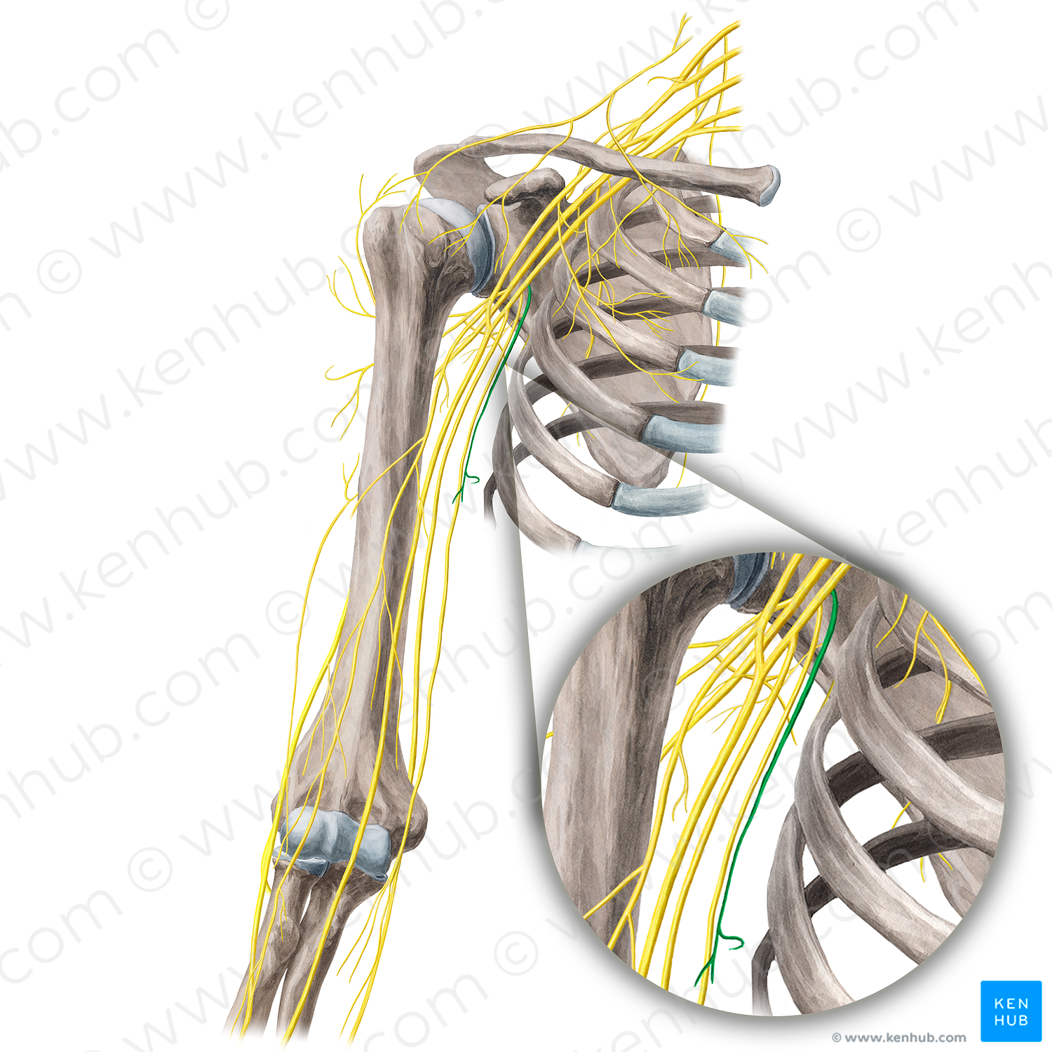 Medial brachial cutaneous nerve (#21667)