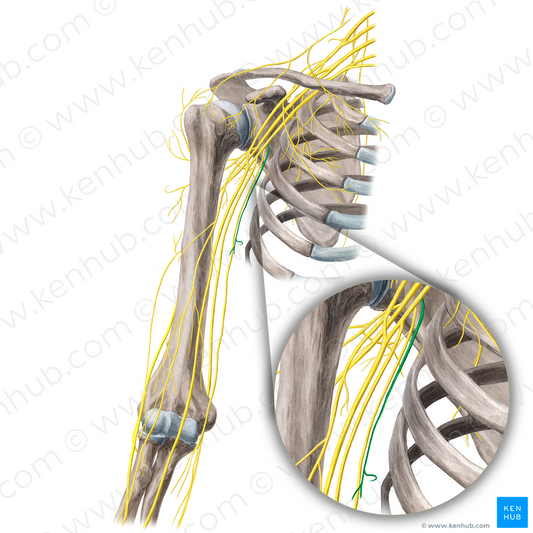 Medial brachial cutaneous nerve (#21667)