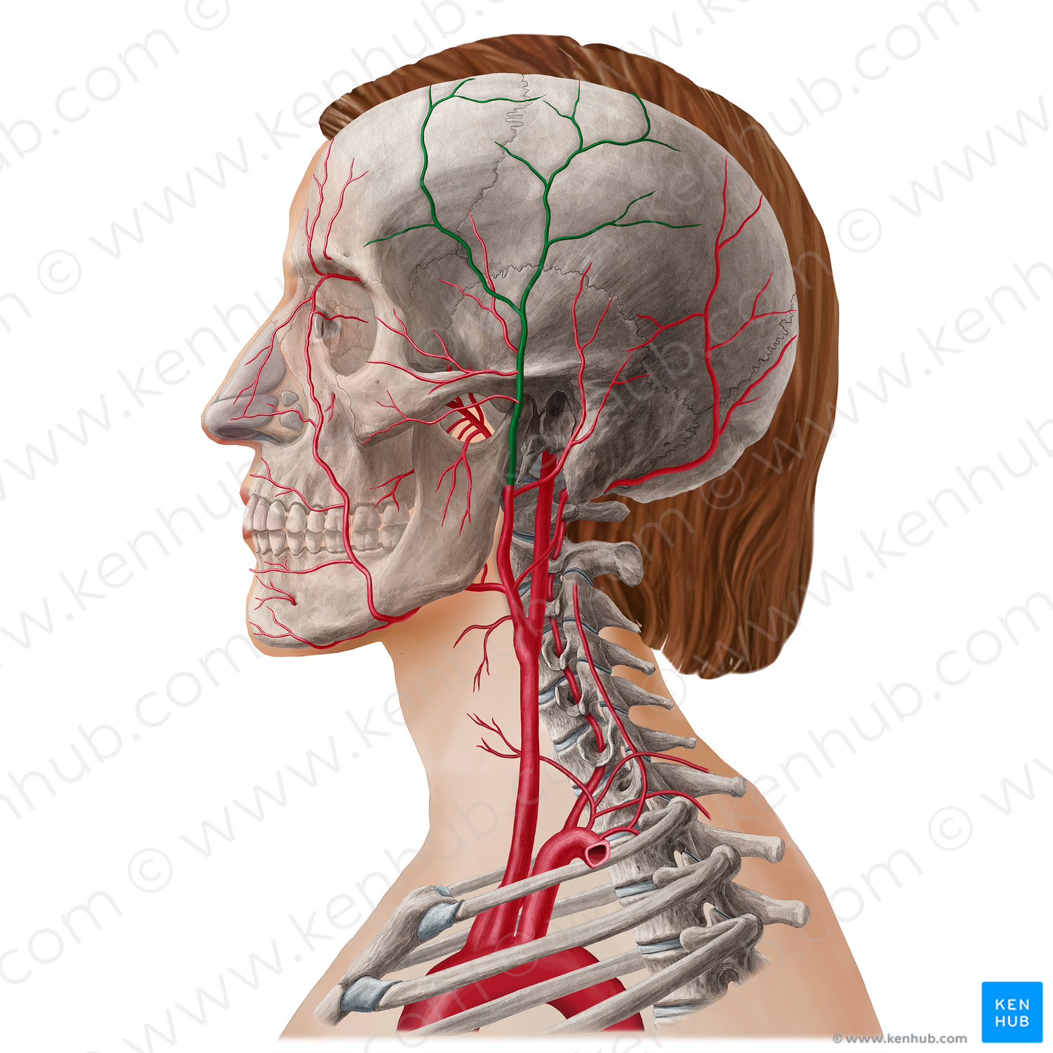 Superficial temporal artery (#21805)