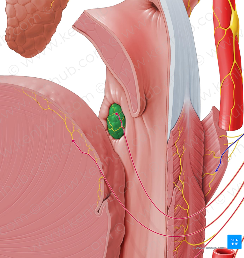 Palatine tonsil (#9471)