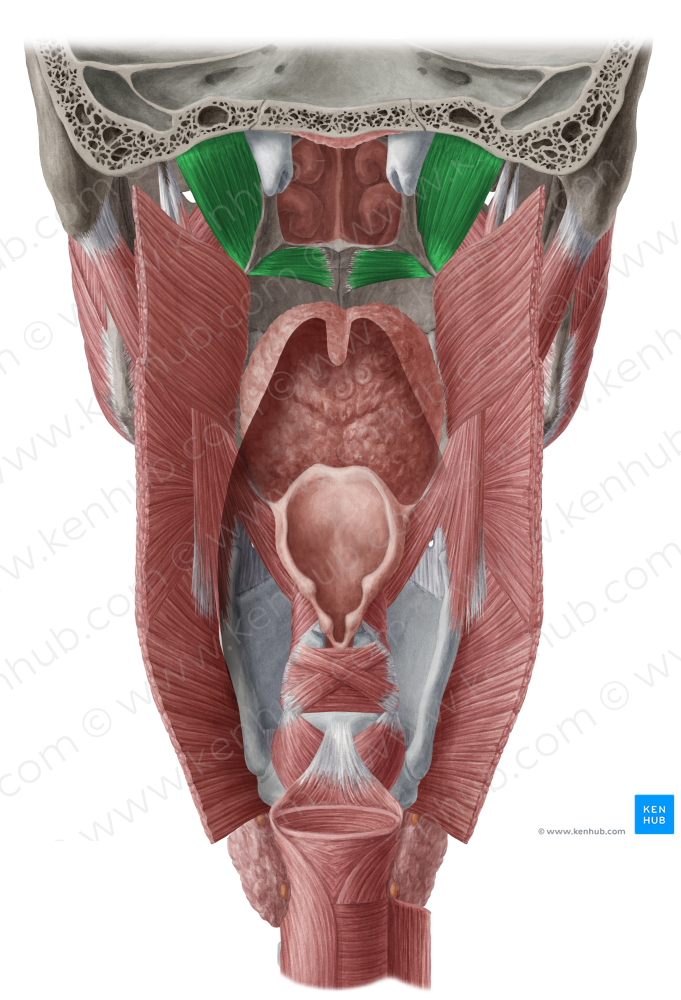 Tensor veli palatini muscle (#18891)