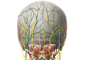 Occipital artery (#1561)