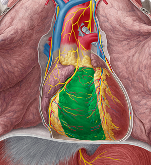 Right ventricle of heart (#10688)