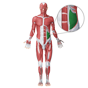 Internal abdominal oblique muscle (#18696)