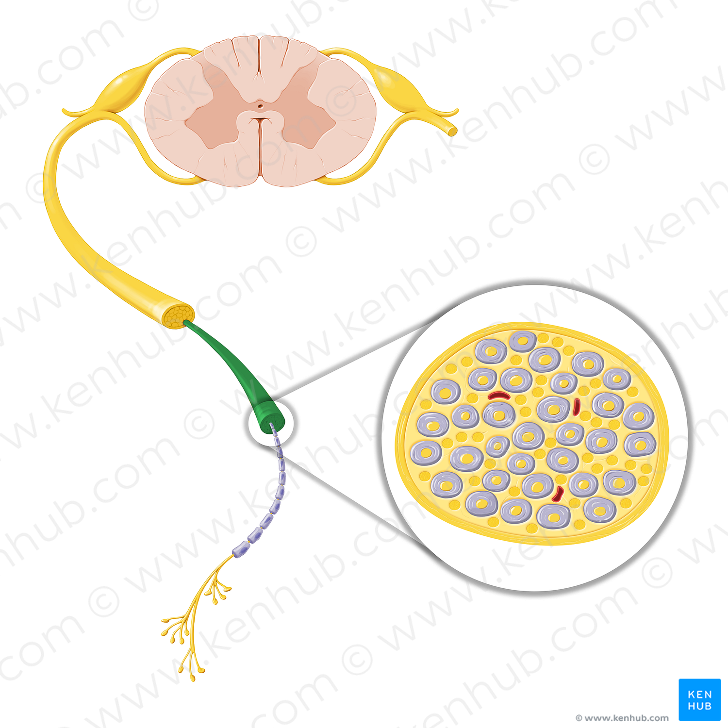 Nerve fascicle (#20765)