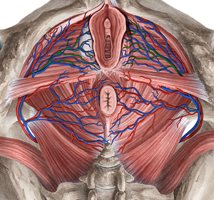Artery of bulb of vestibule (#913)