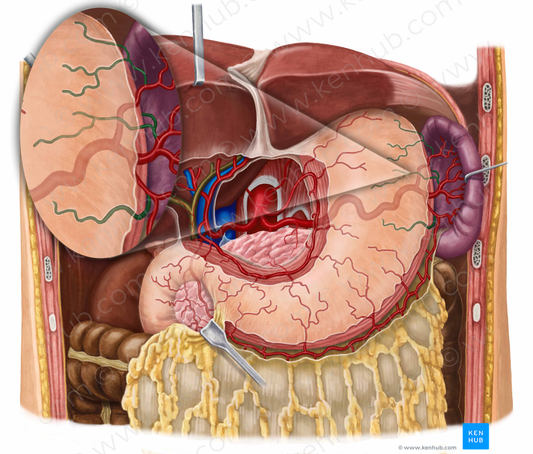 Short gastric arteries (#1140)