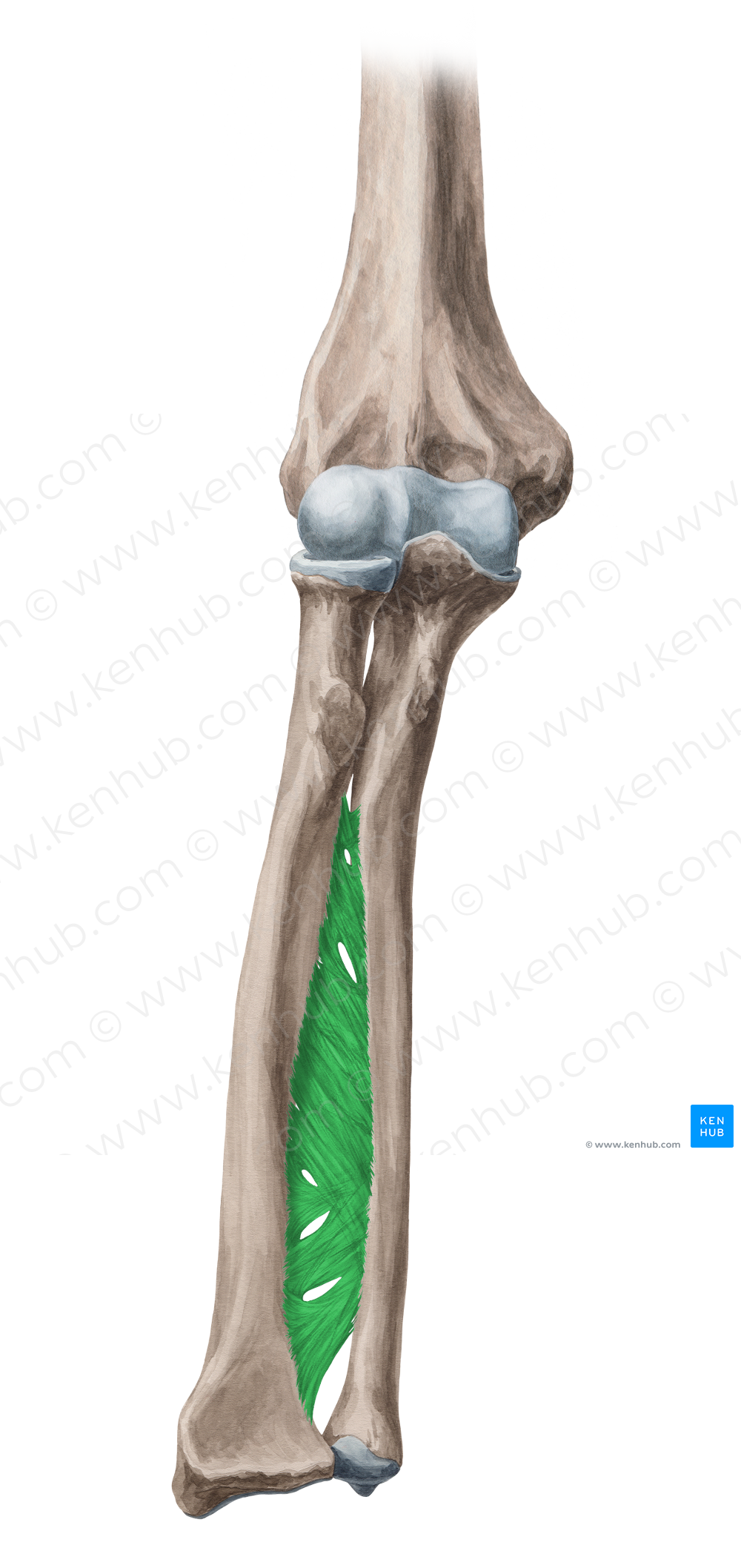 Interosseous membrane of forearm (#5039)