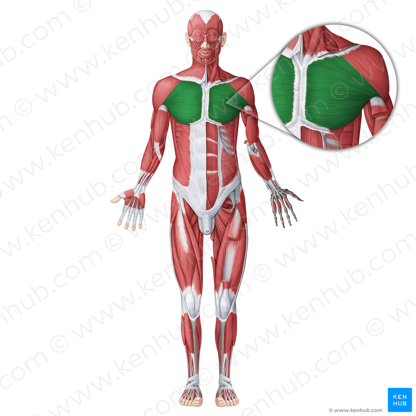 Pectoralis major muscle (#18719)