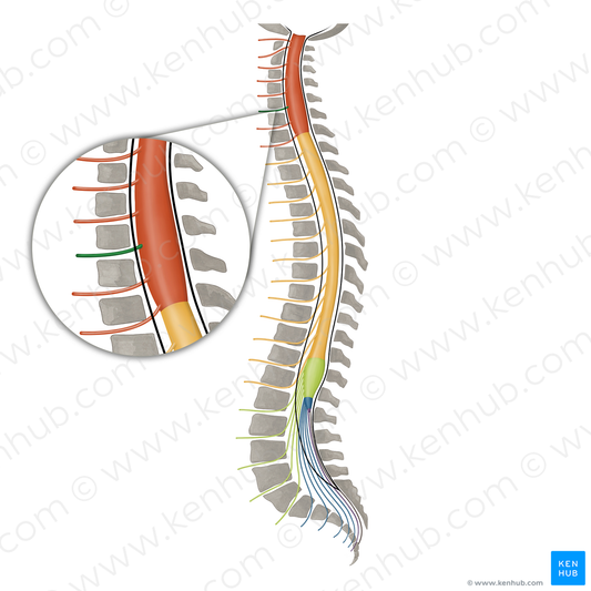 Spinal nerve C6 (#16096)