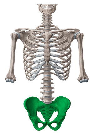 Pelvis (#7844)