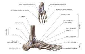 Bones of the foot (ES headlines) (Latin)
