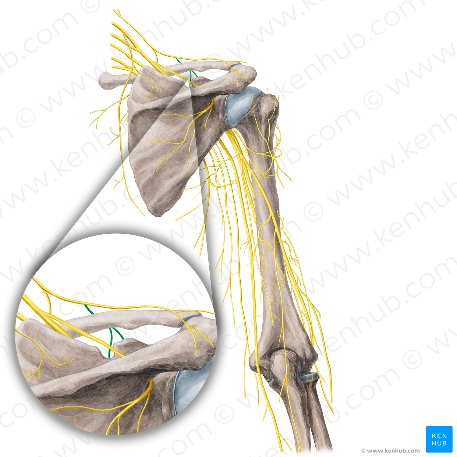 Intermediate supraclavicular nerves (#21776)