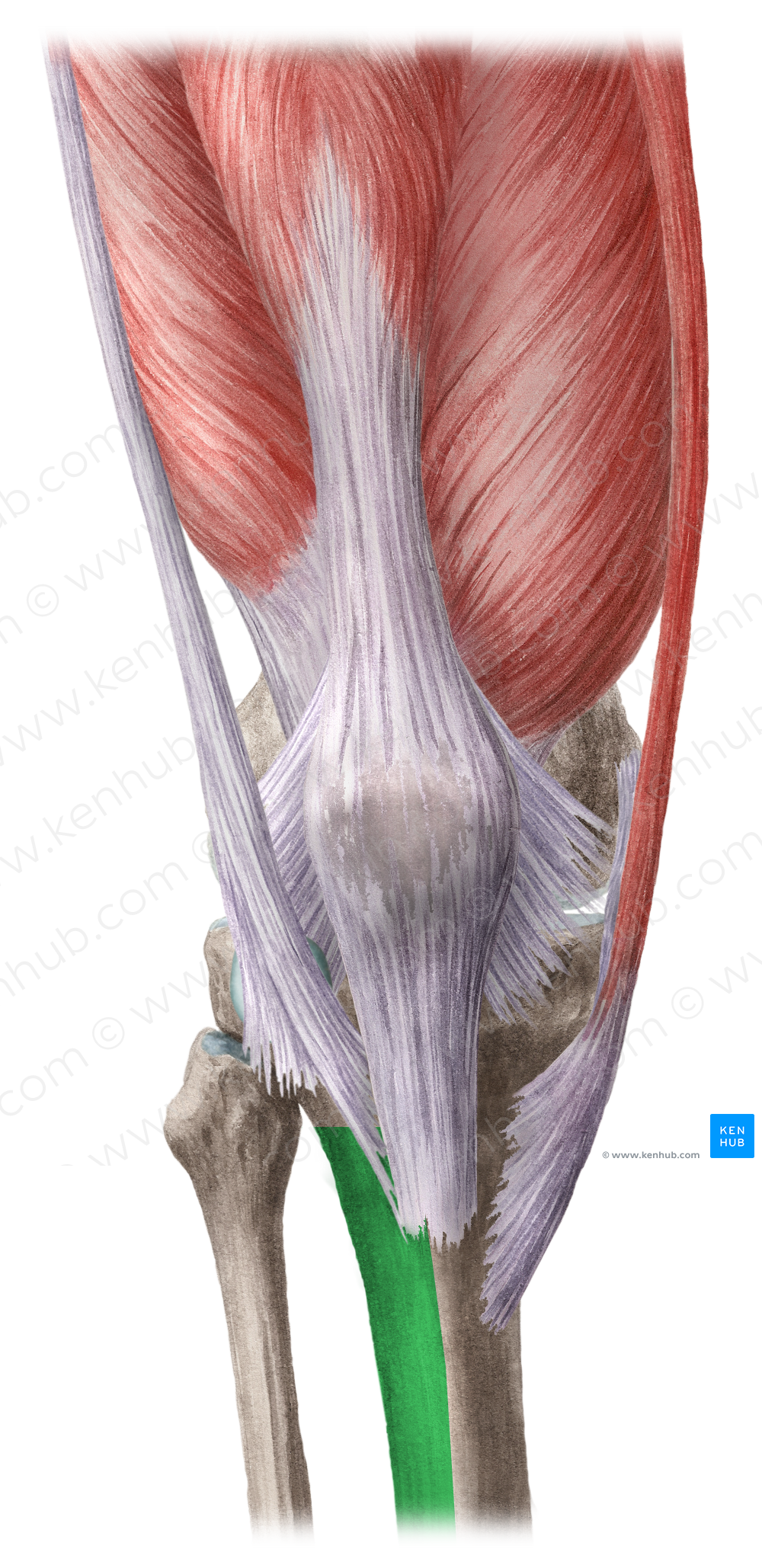 Lateral surface of tibia (#3506)