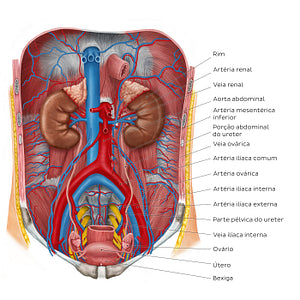 Ureters in situ (Portuguese)