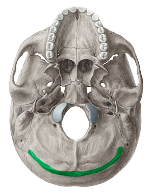 Superior nuchal line of occipital bone (#4714)