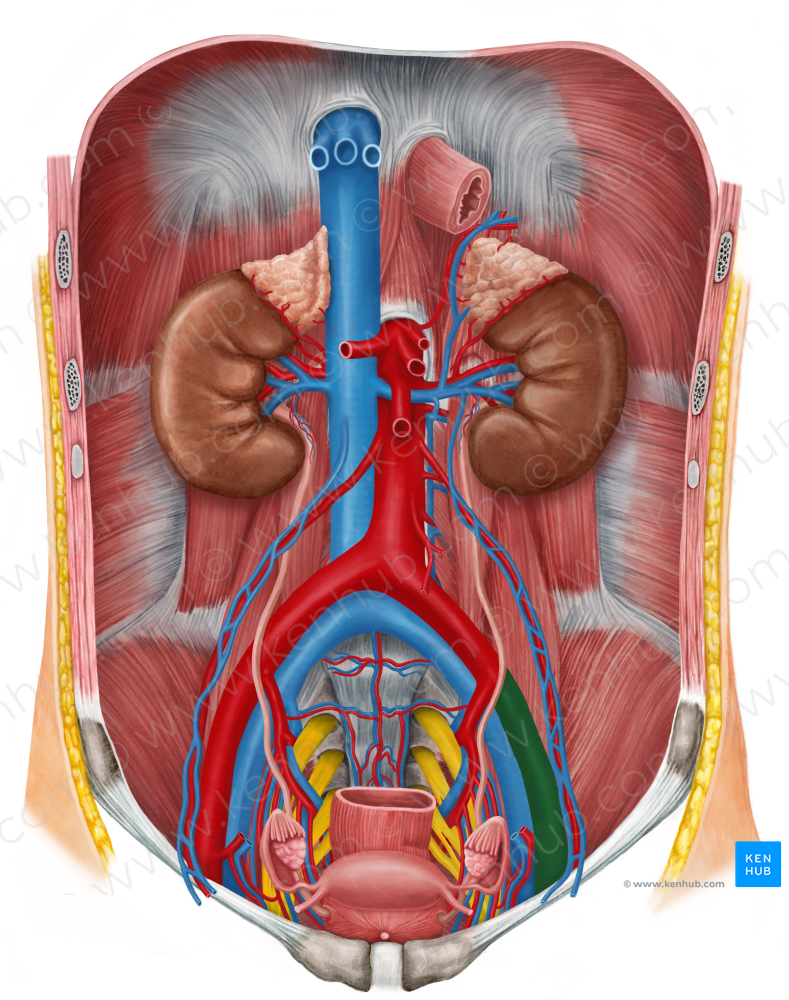 Left external iliac artery (#1408)