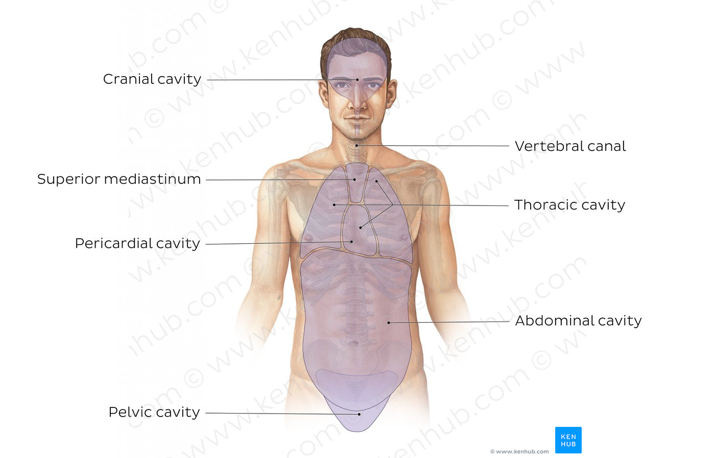 Cavities of the body (English)