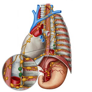 Juxtaaortic lymph nodes (#21821)