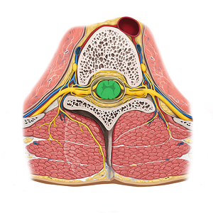 Spinal cord (#5014)