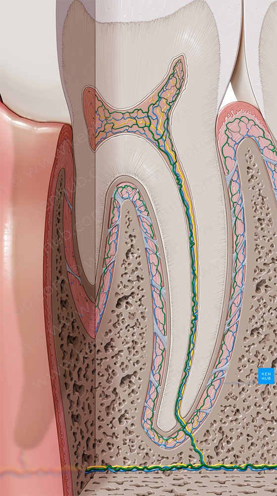 Dental arteries (#1128)