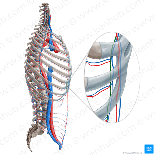 Musculophrenic artery (#1548)