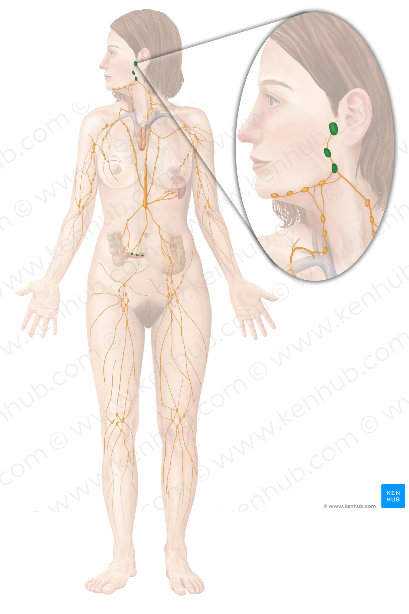 Tonsil (#9458)