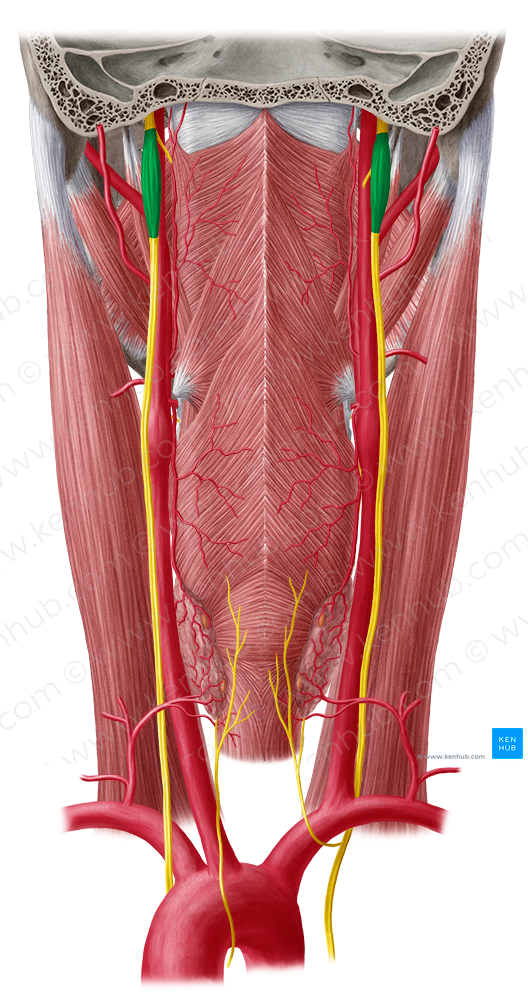 Inferior ganglion of vagus nerve (#3977)