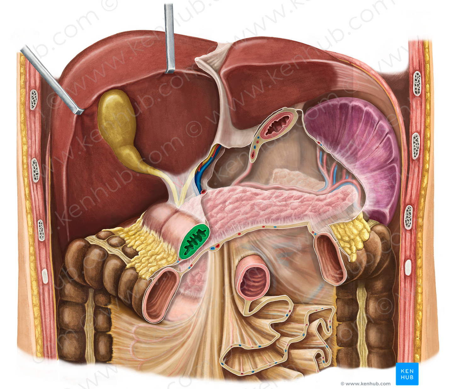 Pyloric part of stomach (#7771)