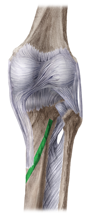 Soleal line of tibia (#4706)