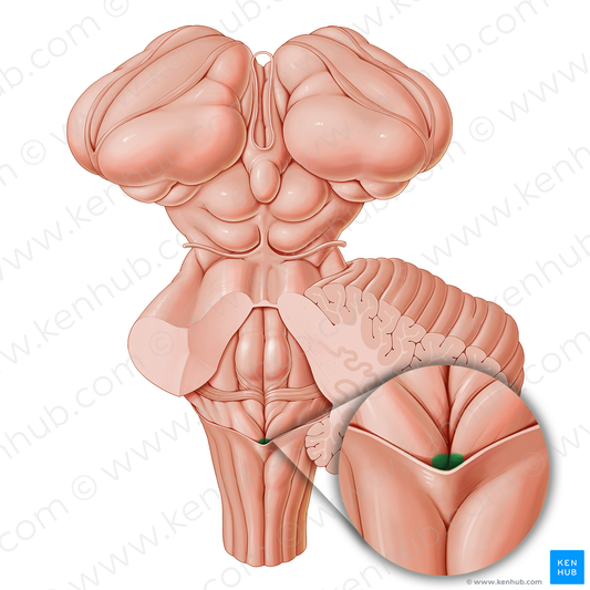 Opening of central canal of spinal cord (#21214)