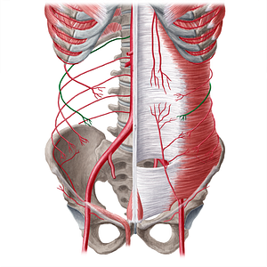 Subcostal artery (#21562)