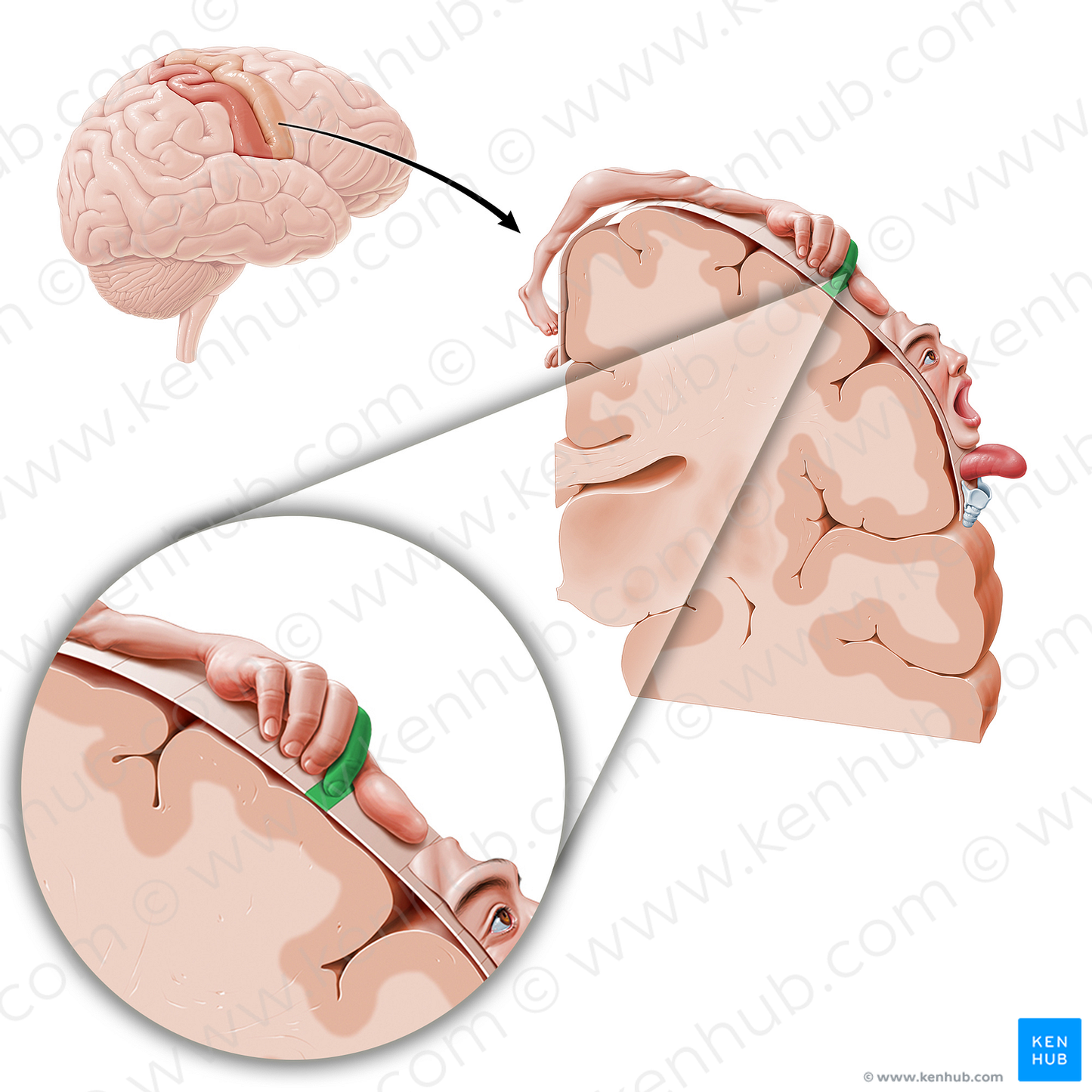 Motor cortex of index finger (#11076)