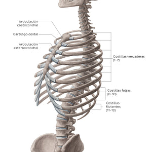 Ribs (overview) (Spanish)