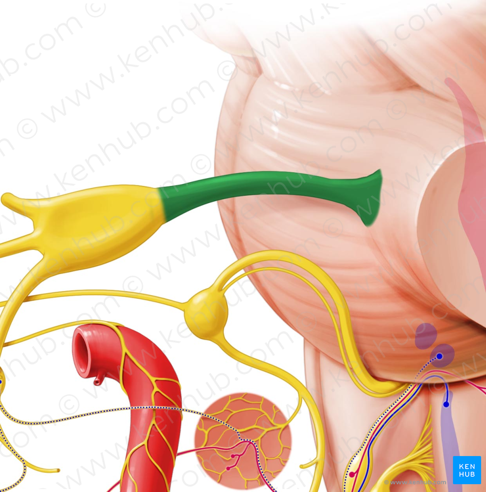 Trigeminal nerve (#6832)