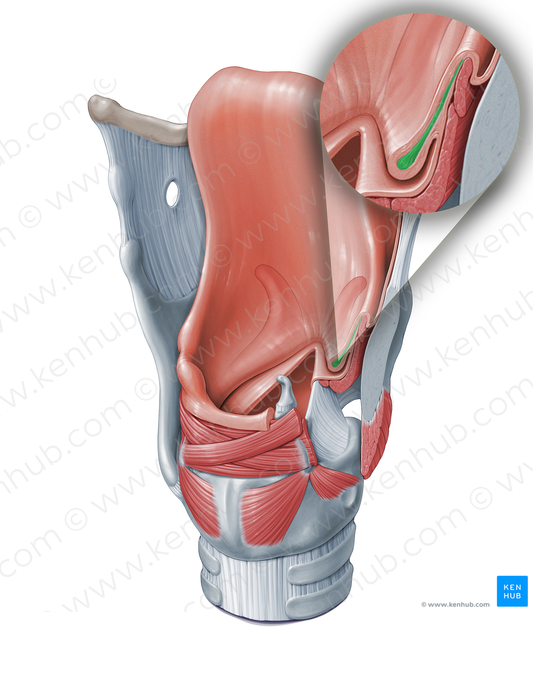 Quadrangular membrane (#18322)