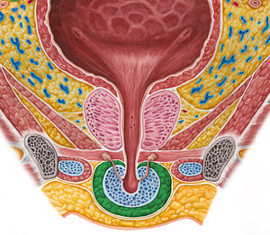 Bulbospongiosus muscle (male) (#5247)