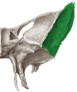 Temporal surface of greater wing of sphenoid bone (#3557)