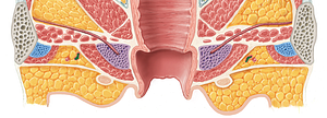 Perineal artery (#1623)