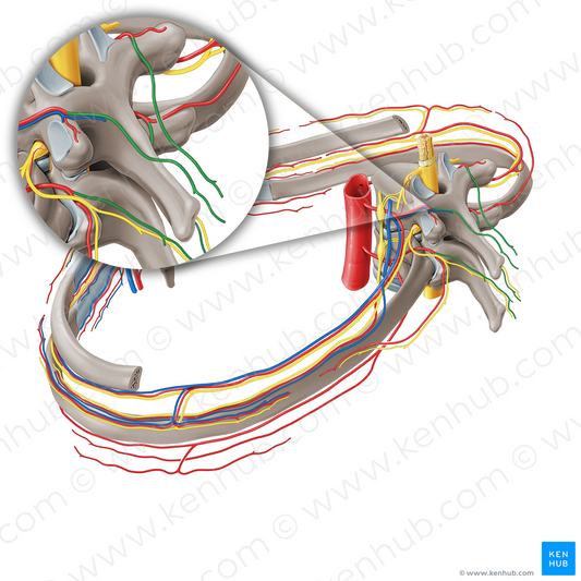 Medial dorsal cutaneous branch of posterior intercostal artery (#8654)