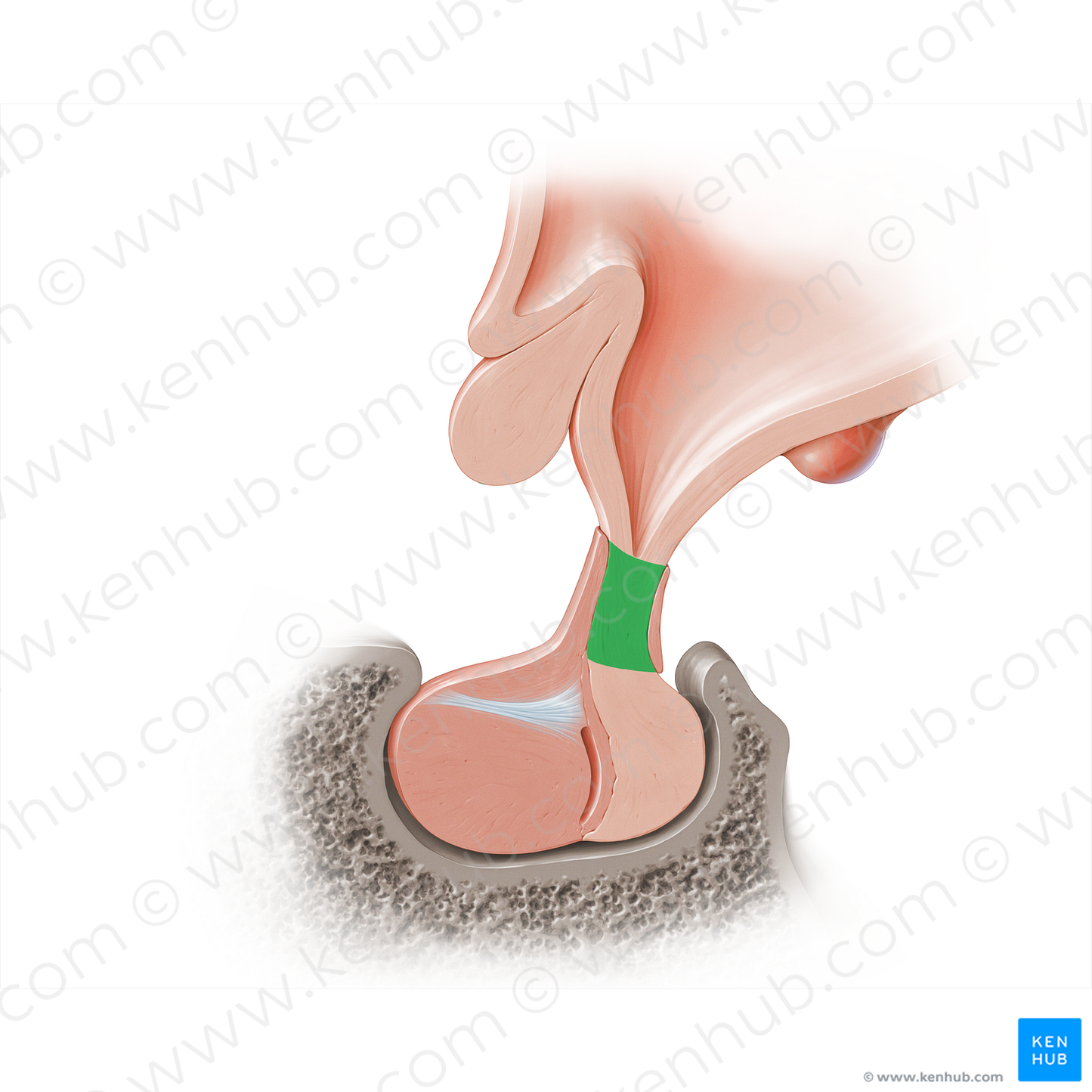 Infundibular stalk (#18210)