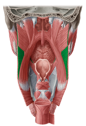 Middle pharyngeal constrictor muscle (#5264)