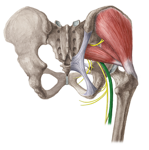 Sciatic nerve (#6493)