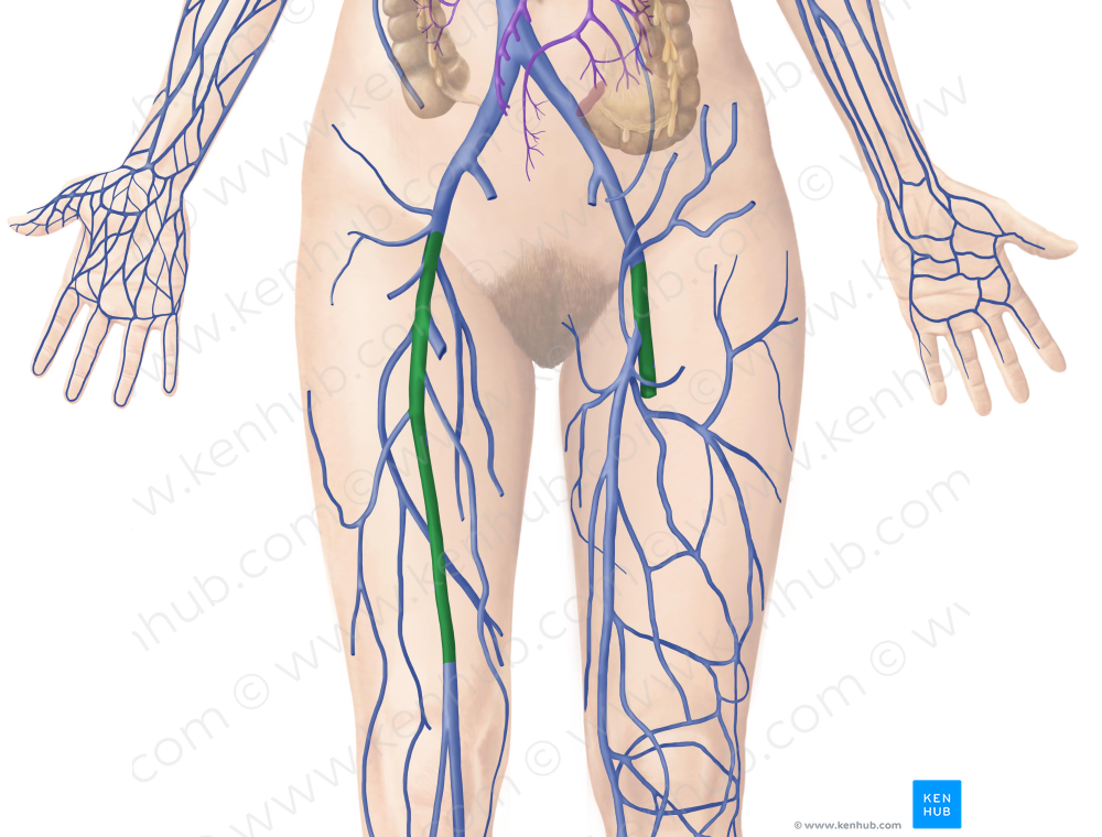 Femoral vein (#10239)